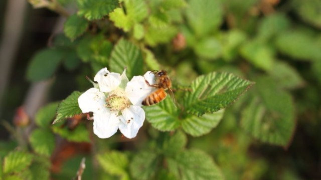 石蜜、木蜜采百草釀成
